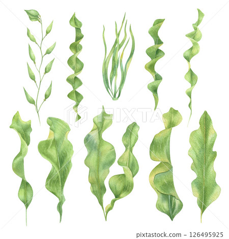 Watercolor set of green seaweed marine plants. Algae, kelp, seagrass Watercolor set of green seaweed marine plants. Algae, kelp, seagrass 126495925