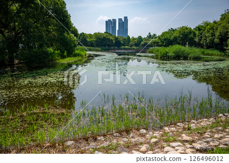 Seoul Forest large public park in Seongdong District in Seoul, capital of South Korea Seoul Forest large public park in Seongdong District in Seoul, capital of South Korea 126496012