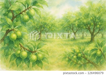 Plum orchard and plums before harvest Plum orchard and plums before harvest 126496079