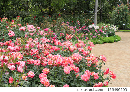 Nabana no Sato Rose Garden in full bloom 126496303