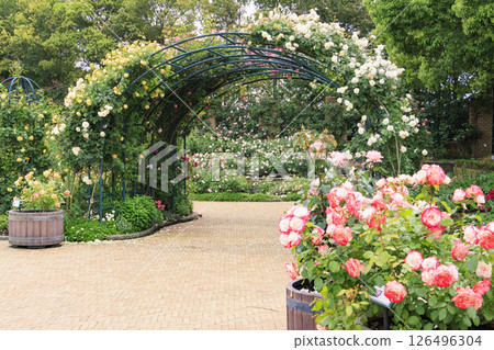 Nabana no Sato Rose Garden in full bloom 126496304