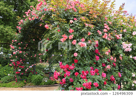 盛開的名花之裡玫瑰園 盛開的名花之裡玫瑰園 126496309