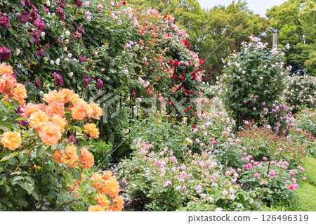Nabana no Sato Rose Garden in full bloom 126496319