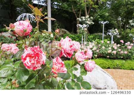 Nabana no Sato Rose Garden in full bloom 126496330