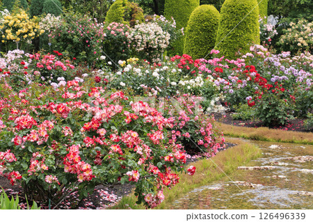 Nabana no Sato Rose Garden in full bloom Nabana no Sato Rose Garden in full bloom 126496339