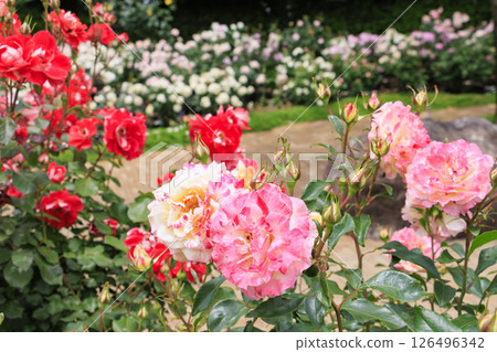 Nabana no Sato Rose Garden in full bloom 126496342