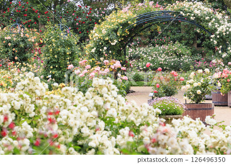盛開的名花之裡玫瑰園 126496350