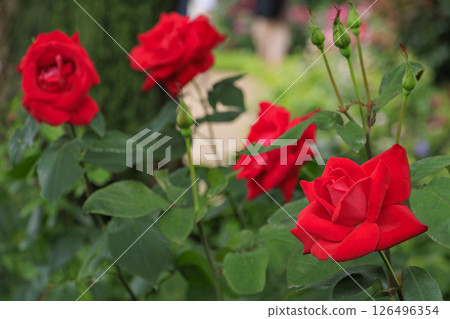 Nabana no Sato Rose Garden in full bloom Nabana no Sato Rose Garden in full bloom 126496354