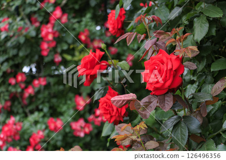 Nabana no Sato Rose Garden in full bloom Nabana no Sato Rose Garden in full bloom 126496356