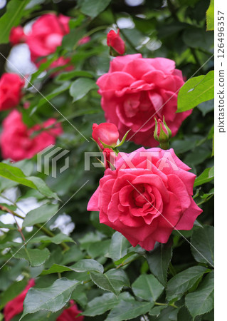Nabana no Sato Rose Garden in full bloom Nabana no Sato Rose Garden in full bloom 126496357