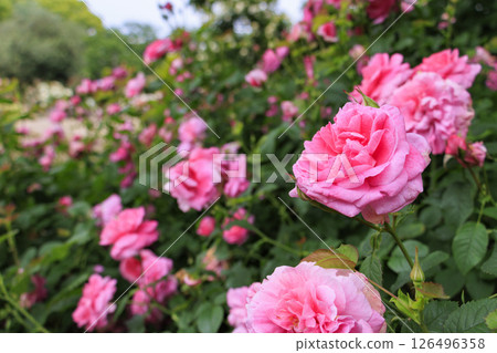 盛開的名花之裡玫瑰園 盛開的名花之裡玫瑰園 126496358