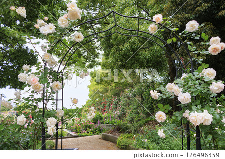 Nabana no Sato Rose Garden in full bloom Nabana no Sato Rose Garden in full bloom 126496359