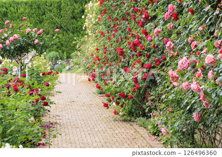 Nabana no Sato Rose Garden in full bloom Nabana no Sato Rose Garden in full bloom 126496360