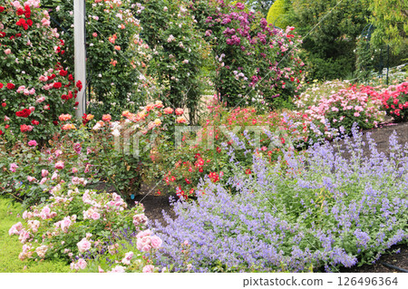 盛開的名花之裡玫瑰園 盛開的名花之裡玫瑰園 126496364