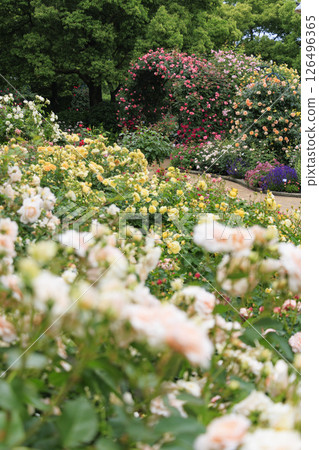 盛開的名花之裡玫瑰園 盛開的名花之裡玫瑰園 126496365