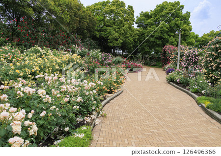 Nabana no Sato Rose Garden in full bloom Nabana no Sato Rose Garden in full bloom 126496366