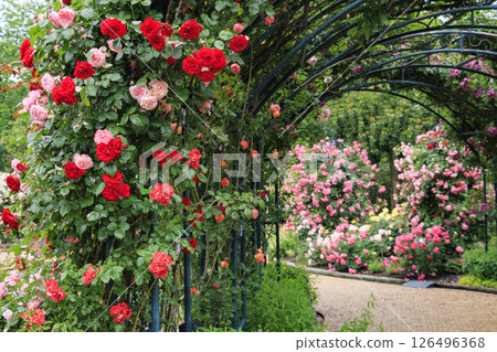 Nabana no Sato Rose Garden in full bloom 126496368