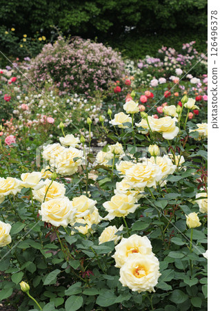 盛開的名花之裡玫瑰園 126496378