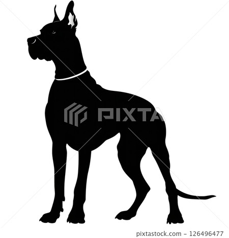 Majestic Great Dane Silhouette: A Black and White Canine Portrait 126496477