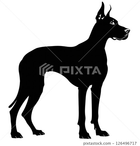 Majestic Great Dane Silhouette: A Striking Black and White Canine Portrait 126496717