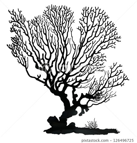 Black and White Silhouette of a Coral Tree 126496725
