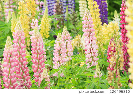 名花之裡：春花盛開 126496810