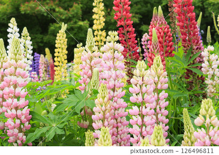 Nabana no Sato: Spring flowers in full bloom 126496811