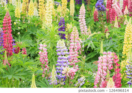 名花之裡：春花盛開 126496814