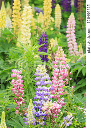 名花之裡：春花盛開 126496815