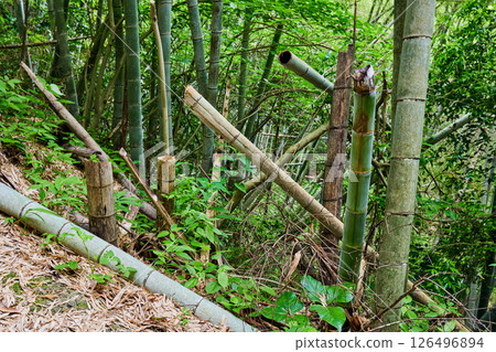 Abandoned bamboo forest 126496894