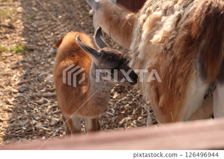 Young cria standing next to its mother in a sunny outdoor enclosure. The baby has soft brown and gray fur, nuzzles close to the adult, surrounded by straw-covered ground and wooden fencing. Young cria standing next to its mother in a sunny outdoor enclosure. The baby has soft brown and gray fur, nuzzles close to the adult, surrounded by straw-covered ground and wooden fencing. 126496944