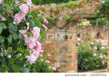 盛開的紅山希塔森林玫瑰園 126497038