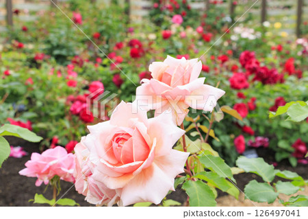 Red Hill Heata Forest Rose Garden in full bloom 126497041