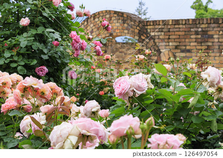 Red Hill Heata Forest Rose Garden in full bloom Red Hill Heata Forest Rose Garden in full bloom 126497054