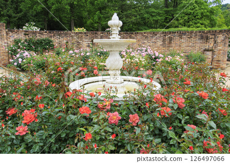 盛開的紅山希塔森林玫瑰園 126497066