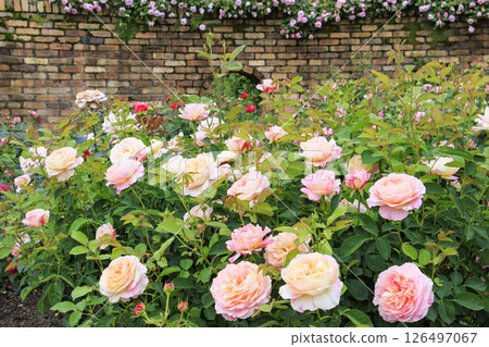 Red Hill Heata Forest Rose Garden in full bloom 126497067