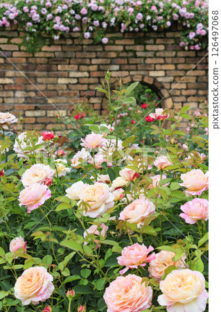 盛開的紅山希塔森林玫瑰園 126497068