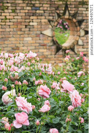 Red Hill Heata Forest Rose Garden in full bloom 126497071