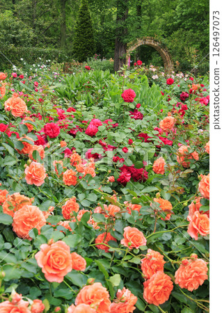 Red Hill Heata Forest Rose Garden in full bloom 126497073