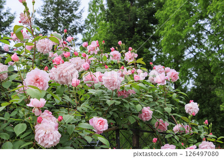 盛開的紅山希塔森林玫瑰園 126497080