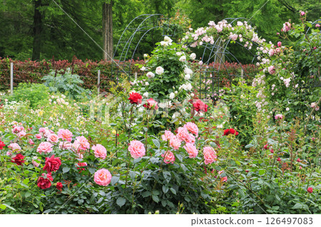 盛開的紅山希塔森林玫瑰園 126497083