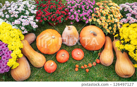Background from Pumpkins and flowers. Many Pumpkins on the grass. Autumn background. Halloween, Thanksgiving, Autumn, Harvest background 126497127