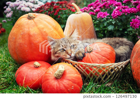 A funny kitten sits in a basket in the garden next to pumpkins and flowers A funny kitten sits in a basket in the garden next to pumpkins and flowers 126497130