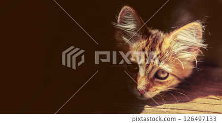 Portrait of a cat lying on a wooden floor. The cat lies half in a deep shadow. Horizontal banner 126497133
