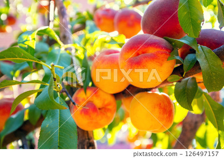 Peaches on a branch in an orchard. Nature background. Harvest of ripe peaches 126497157