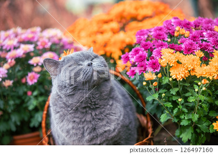 Portrait of a cute British shorthair cat in a garden with orange and pink chrysanthemum flowers 126497160