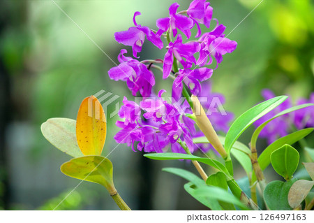 Flowering orchid Cattleya bowringiana in rainforest. Tropical nature background Flowering orchid Cattleya bowringiana in rainforest. Tropical nature background 126497163