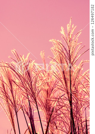 Miscanthus grass against pink sunset sky. Nature background. Vertical image 126497182