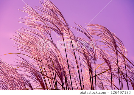 Miscanthus grass against sunset pink sky. Nature background 126497183