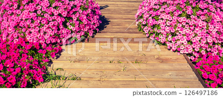 Blooming purple petunia flowers on a wooden deck. Floral nature background. Horizontal banner Blooming purple petunia flowers on a wooden deck. Floral nature background. Horizontal banner 126497186
